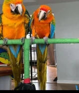 Scarlet Macaw parrots available Male and female