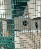 ‏للبيع الطيور زينة مع القفص مالهم طيور كناري زوج وطيور حب زوج وزواج طيور إمام أربع أزواج طيور زيبرة