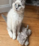 Cute kittens for free adoption . I have RagdolI Kittens who are urgently looking for new homes