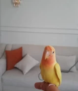 للبيع لوف بيرد ربوه41111