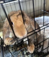 للبيع ارنب نادر جدا اقرأ الوصف