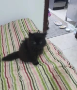 ثلاثة قطط للبيع