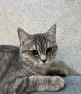 للتبني نثيه