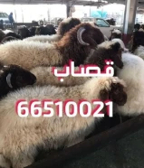 قصاب تحت الطلب +زبايح للبيع