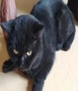 cat for sale in wafra