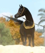 مطلوب خيل مصري ب 200