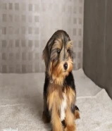 مالتيبو ذكر أوكراني لعوب