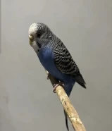 طير حب مروض