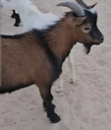 للبيع تيس جيكي