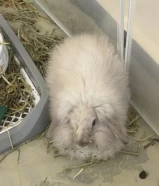 للبيع أرنب مني لوب