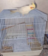 كوكتيل ربوه