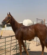 للبيع حصان انقليزي ريس