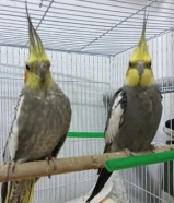 عصفور من نوع الببغاء ملون