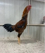 ديك مستوى فاخر يرجع للماطر العمر اقل من سنه