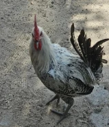 للبيع دجاج فيومي