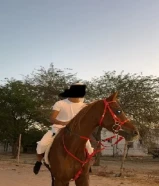 للبيع حصان مصري