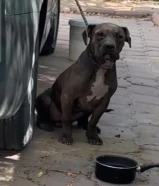 للبيع كلب بيتبول