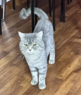 Cat to adopt for free