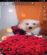 كلب للتبني٦