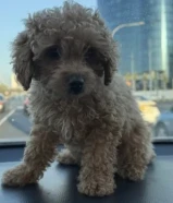 كلبه بودل بنت مناسبه مع الاطفال تحب اللعب عمرها 70 يوم