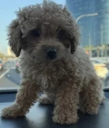 كلبه بودل بنت مناسبه مع الاطفال تحب اللعب عمرها 70 يوم