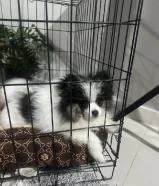 DPomeranian puppy for sale