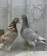 للبيع حمام لوت