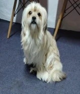 This puppy knows how to bathe and knows how to go to the bathroom when he needs to.
