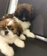 للبيع بيعه سريعه شيتزو بيور