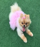 مفقود كلب صغير في مبارك الكبير