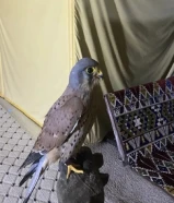 ترمه للبيع مدربه وصل سومها