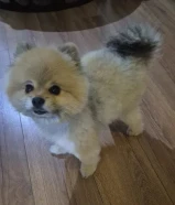 للبيع جلبين بمرانين