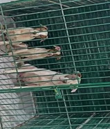 للبيع كلاب مكس بتوبل و امريكان بولي