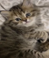 قطتين برتش الأم والأب فولدر