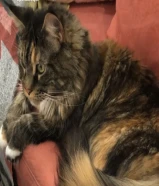 للبيع قطوة مين كون