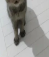 سكوتش ذكر للتبني