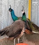 للبيع طاووس