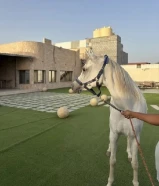 للبيع مهرة مصرية بدون اوراق