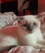 للبيع قط ذكر سكوتش فواد العمر 3شهور