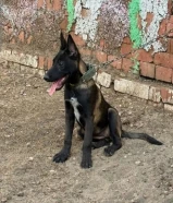 البطلة تيرا خط دم فرنسي بنت طايزن مشروع بطله اللي فاهم بيقدر