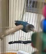 ‏للبيع فيشر