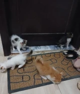 4 kittens for adoption 2 months old - 2 girls 2 boys