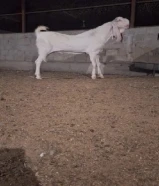 شراء وبيع أبقار وغنم وماعز