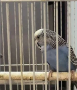 طيور حب (روز) و بادجي للبيع