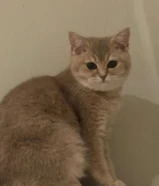 قطوه للبيع جميله