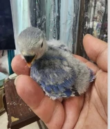 فرخ اوفبيرد ربوة قاطع عس