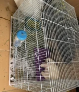 ارنب اليف للبيع