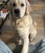 ضBritish Golden Retrie