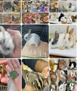 للبيع أرانب فرنسيه صغار اعمارهم شهر وسلاحف برمائية وبريه صغار وسناجب صغار العمر شهرين وكلهم ألي