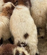 للبيع ذبايح